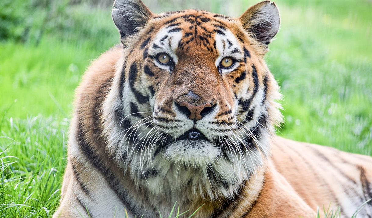 Noah's Ark Zoo Farm Visit WestonsuperMare